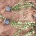 卫矛种植基地卫矛100万直销。低价处理。