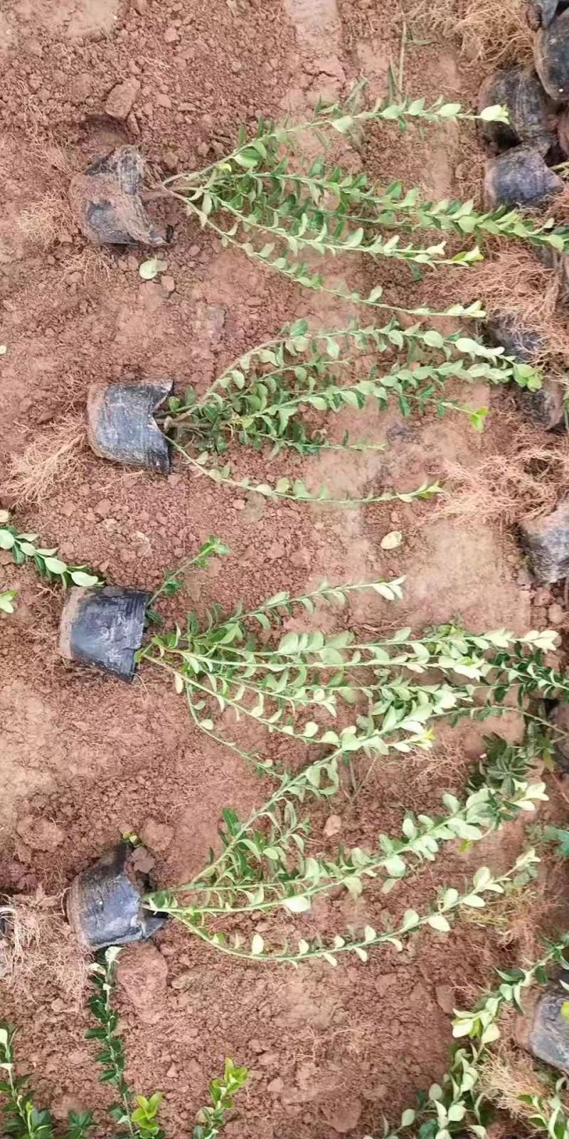 卫矛种植基地卫矛100万直销。低价处理。
