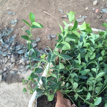 扶芳藤种植基地扶芳藤自产自销。300万低价处理。