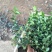扶芳藤种植基地扶芳藤自产自销。300万低价处理。