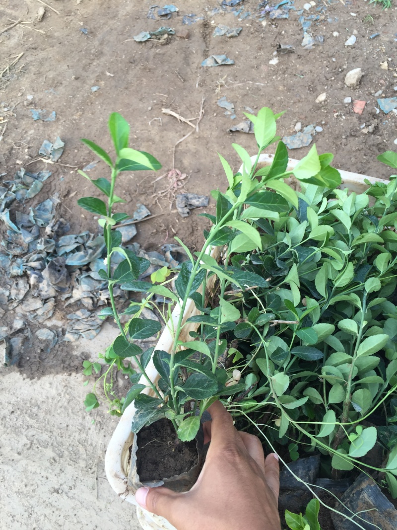 扶芳藤种植基地扶芳藤自产自销。300万低价处理。