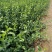 扶芳藤种植基地扶芳藤自产自销。300万低价处理。