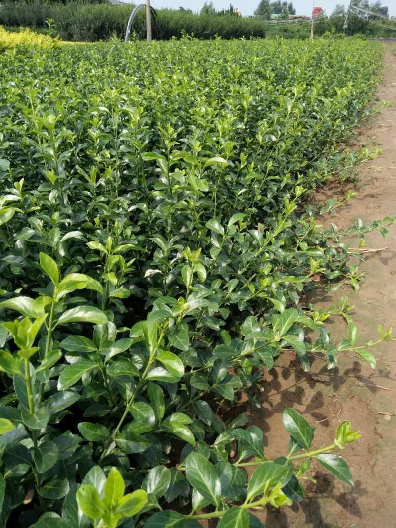扶芳藤种植基地扶芳藤自产自销。300万低价处理。