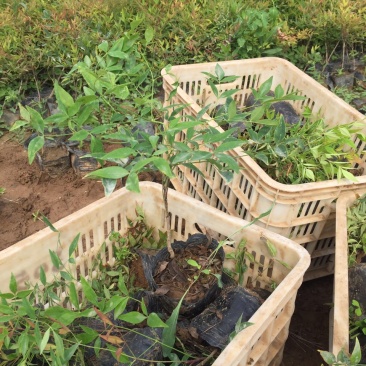 南天竹种植基地南天竹。30万低价处理南天竹