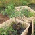 南天竹种植基地南天竹。30万低价处理南天竹