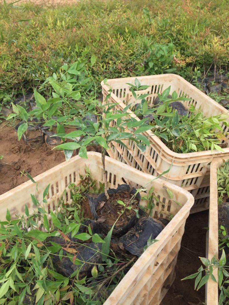 南天竹种植基地南天竹。30万低价处理南天竹