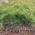 南天竹种植基地南天竹。30万低价处理南天竹