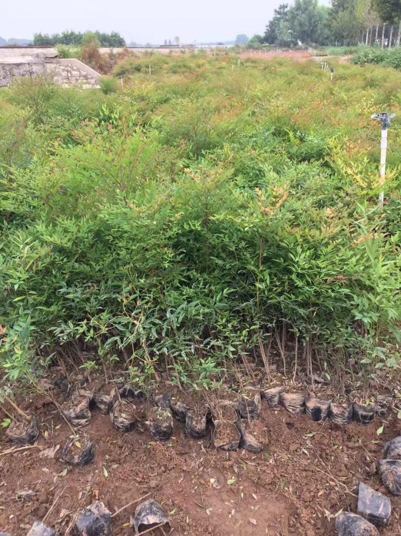 南天竹种植基地南天竹。30万低价处理南天竹