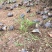 南天竹种植基地南天竹。30万低价处理南天竹