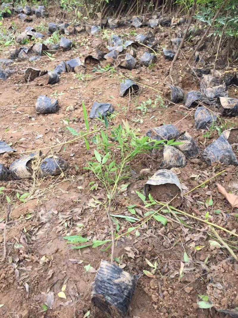 南天竹种植基地南天竹。30万低价处理南天竹