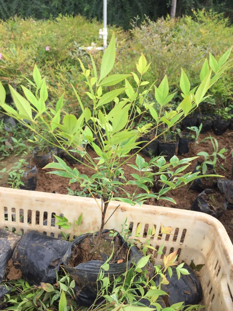 南天竹种植基地南天竹。30万低价处理南天竹