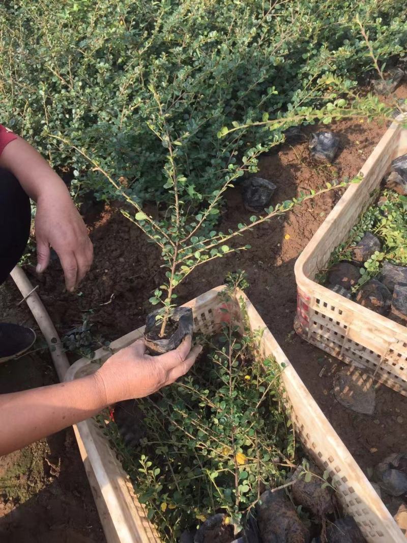 平枝栒子种植基地农户直销平枝栒子。200万出售