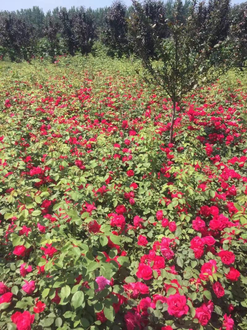 三季红蔷薇自产自销三季红蔷薇种植基地。低价出