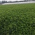 红王子锦带种植基地红王子锦带自产自销。50万低价