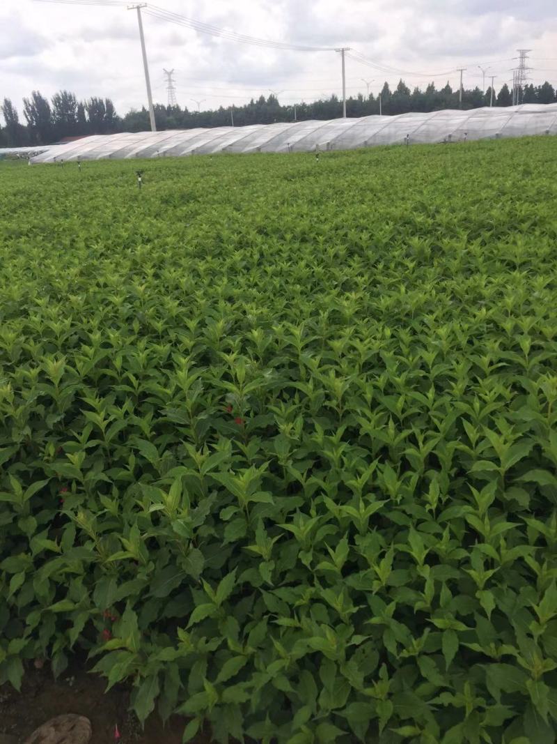 红王子锦带种植基地红王子锦带自产自销。50万低价