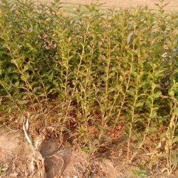 红王子锦带种植基地红王子锦带自产自销。50万低价