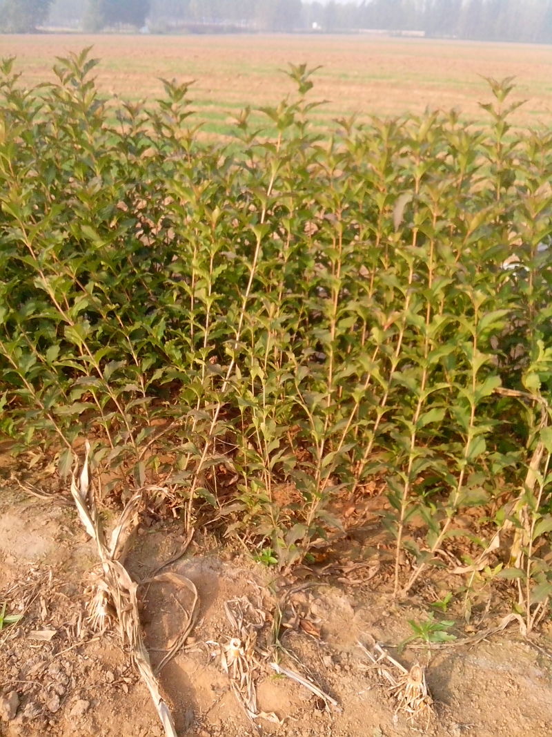 红王子锦带种植基地红王子锦带自产自销。50万低价