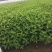 红王子锦带种植基地红王子锦带自产自销。50万低价