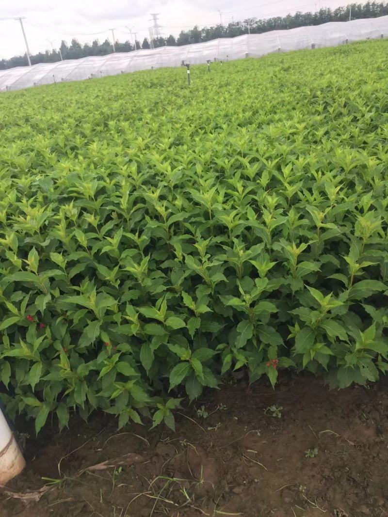 红王子锦带种植基地红王子锦带自产自销。50万低价