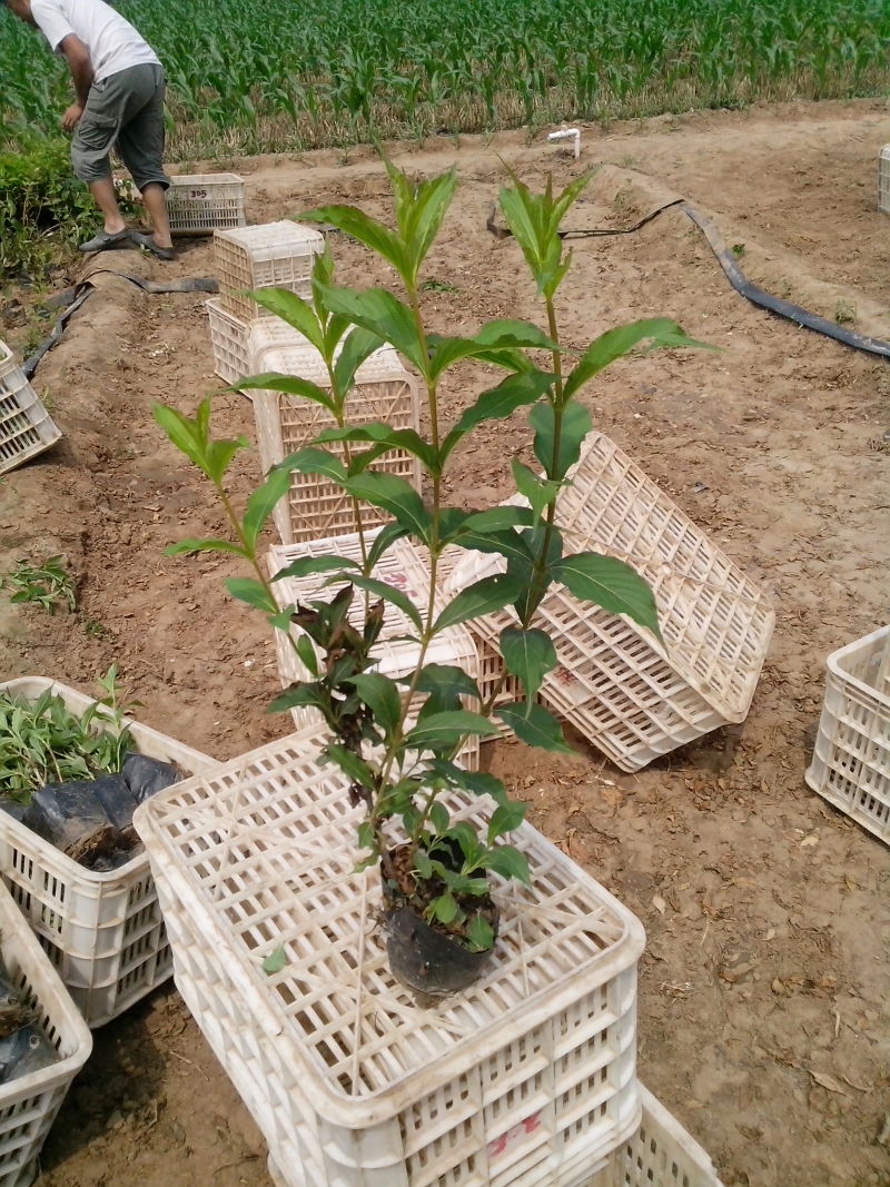 红王子锦带种植基地红王子锦带自产自销。50万低价