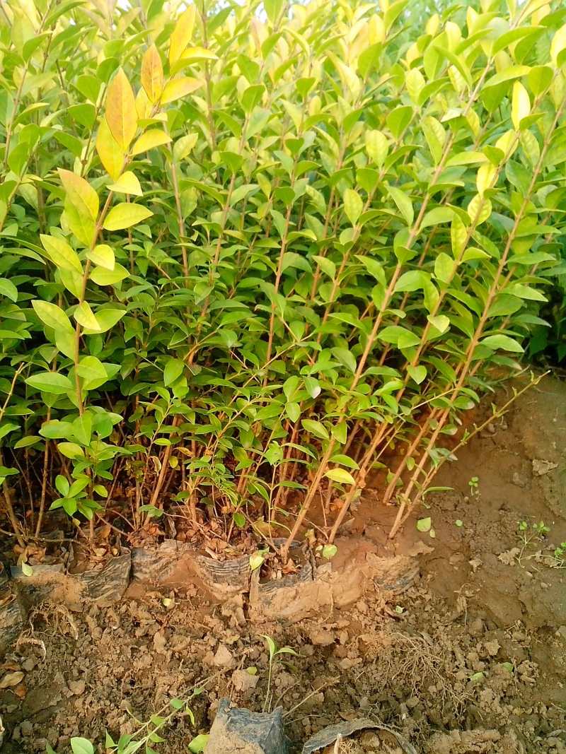 红王子锦带种植基地红王子锦带自产自销。50万低价