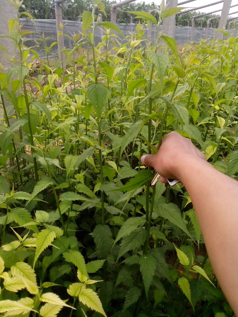 棣棠种植基地棣棠自产自销。30万低价处理