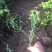 棣棠种植基地棣棠自产自销。30万低价处理