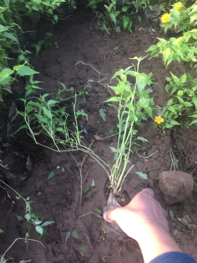 棣棠种植基地棣棠自产自销。30万低价处理