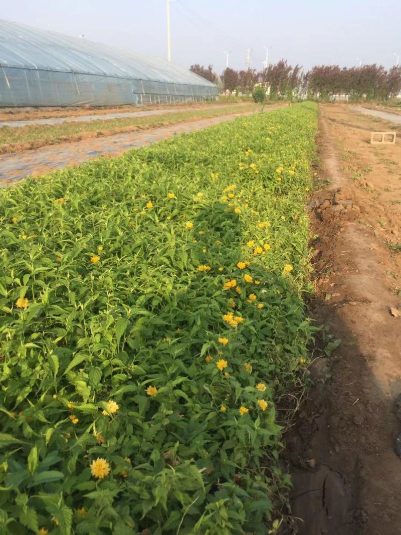 棣棠种植基地棣棠自产自销。30万低价处理
