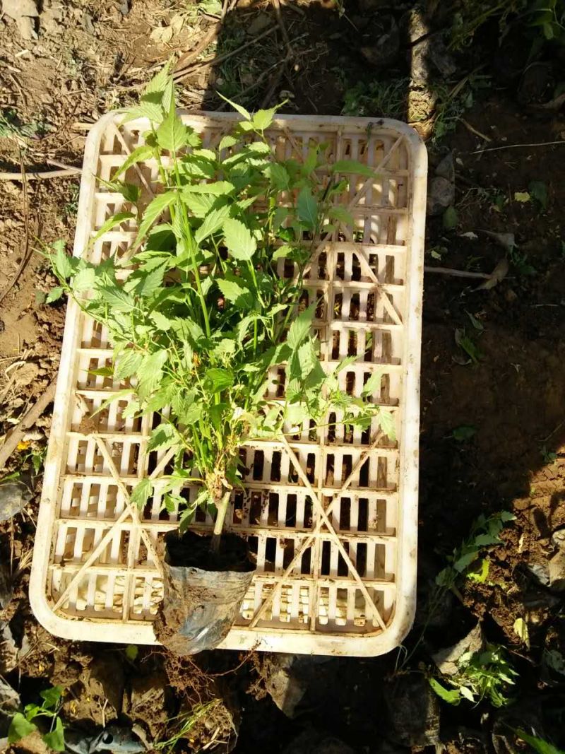棣棠种植基地棣棠自产自销。30万低价处理