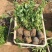 棣棠种植基地棣棠自产自销。30万低价处理