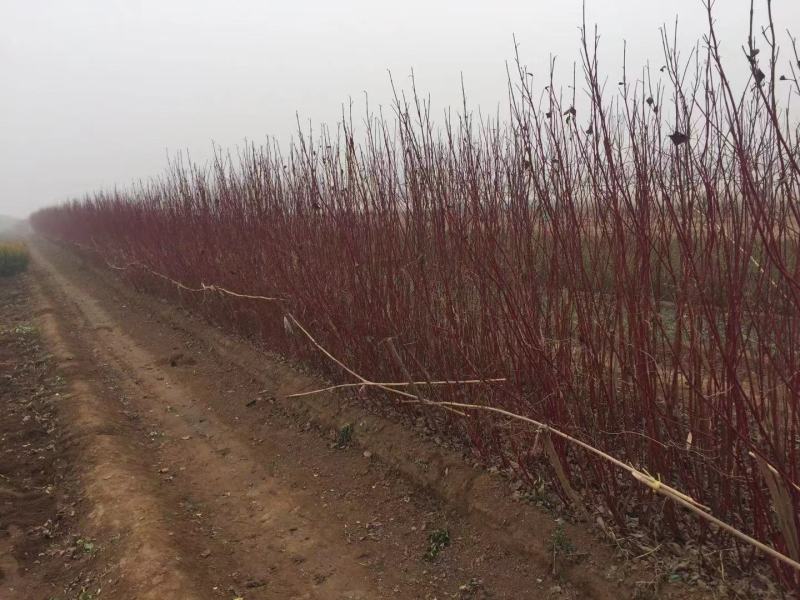 红瑞木农户直销红瑞木种植基地。30万低价处理。