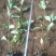 红瑞木农户直销红瑞木种植基地。30万低价处理。