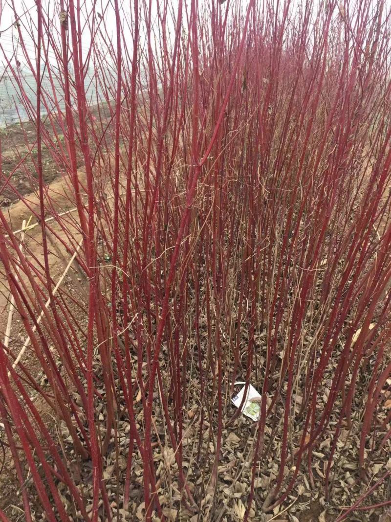 红瑞木农户直销红瑞木种植基地。30万低价处理。