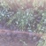 红瑞木农户直销红瑞木种植基地。30万低价处理。