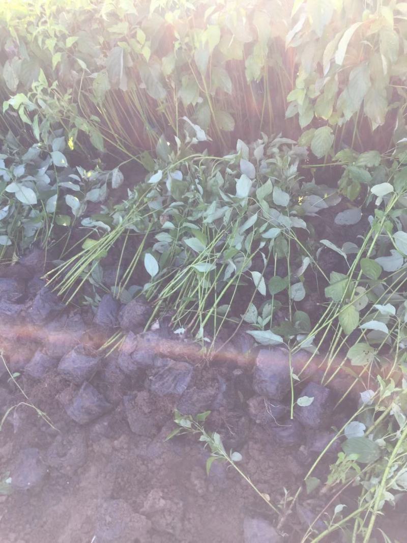红瑞木农户直销红瑞木种植基地。30万低价处理。