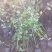 红瑞木农户直销红瑞木种植基地。30万低价处理。