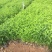 连翘自产自销连翘种植基地。300万低价处理