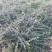 迎春种植基地迎春农户直销。300万低价处理