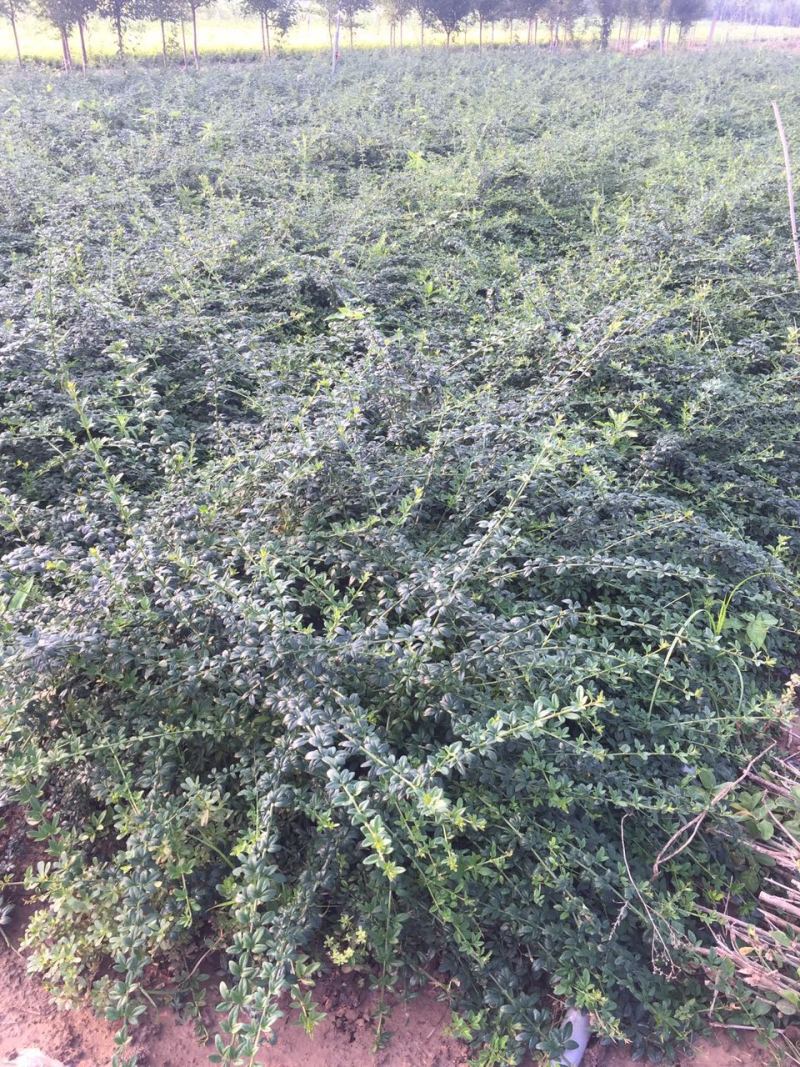 迎春种植基地迎春农户直销。300万低价处理