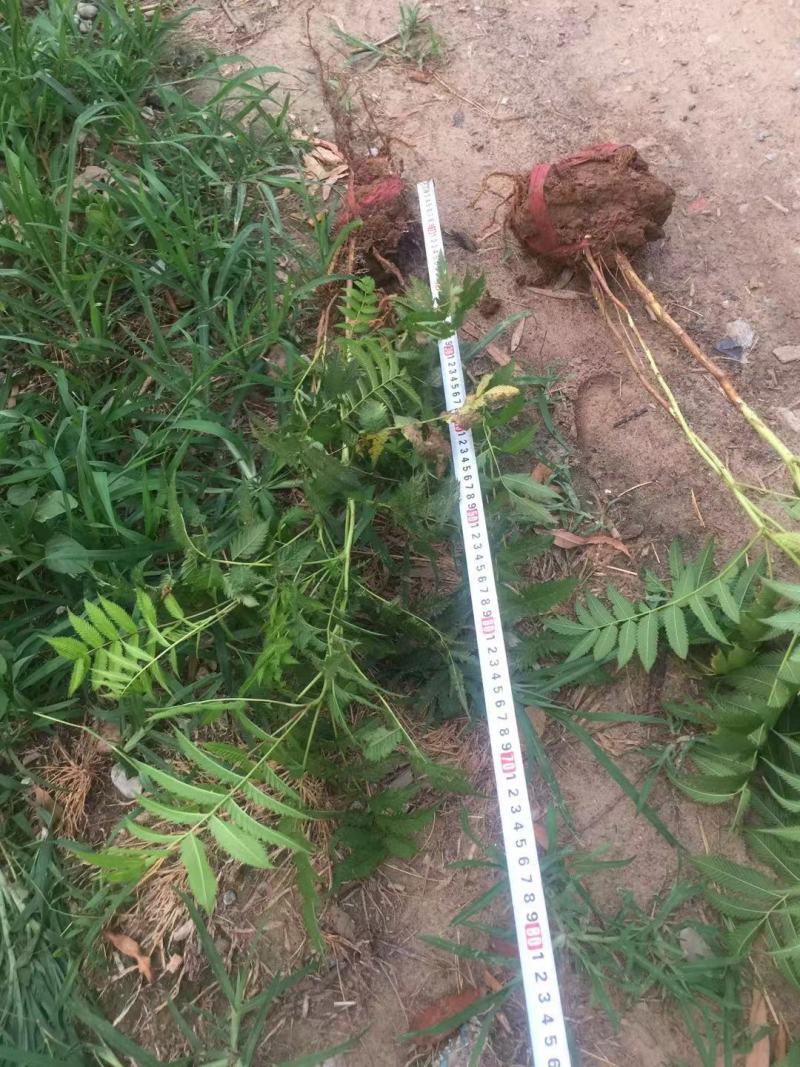 珍珠梅自产自销珍珠梅种植基地。30万低价处理。