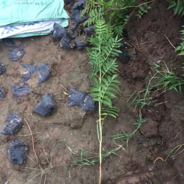 珍珠梅自产自销珍珠梅种植基地。30万低价处理。