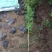 珍珠梅自产自销珍珠梅种植基地。30万低价处理。