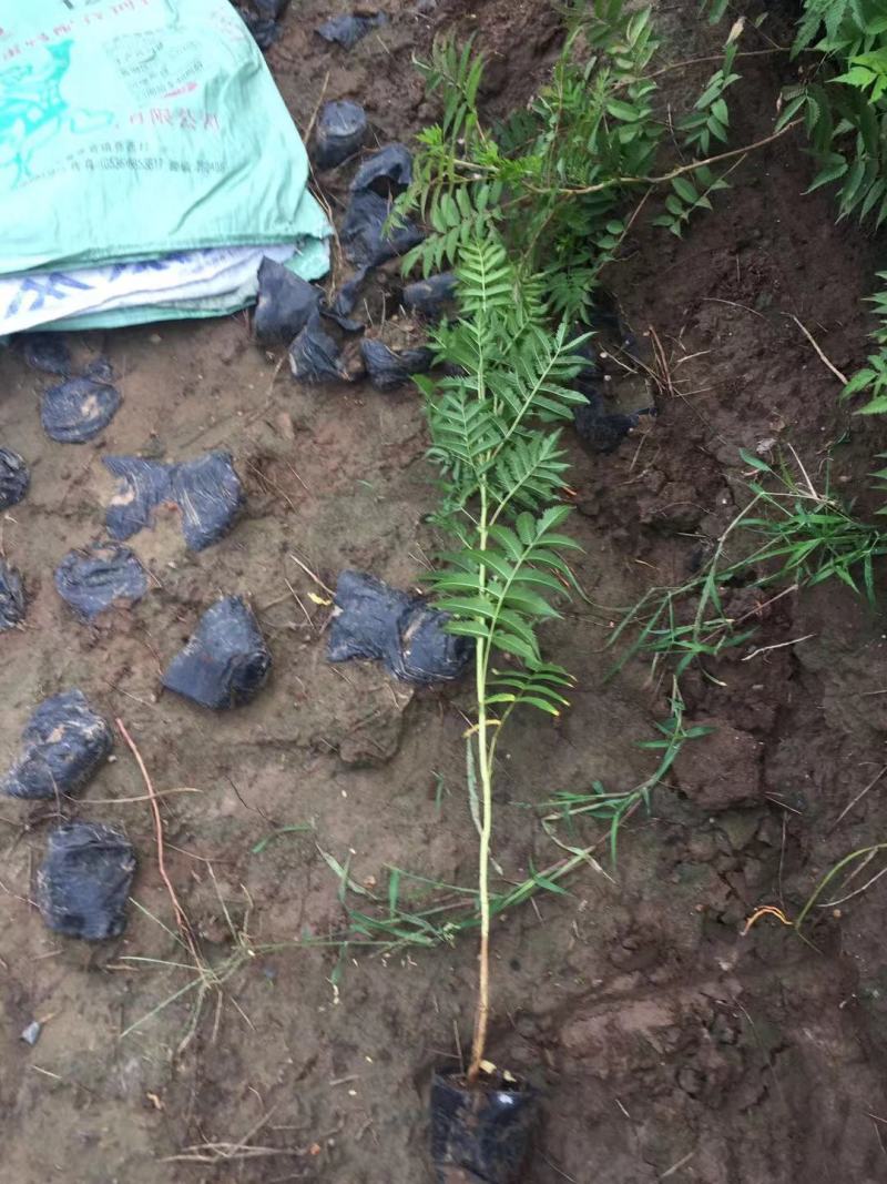 珍珠梅自产自销珍珠梅种植基地。30万低价处理。