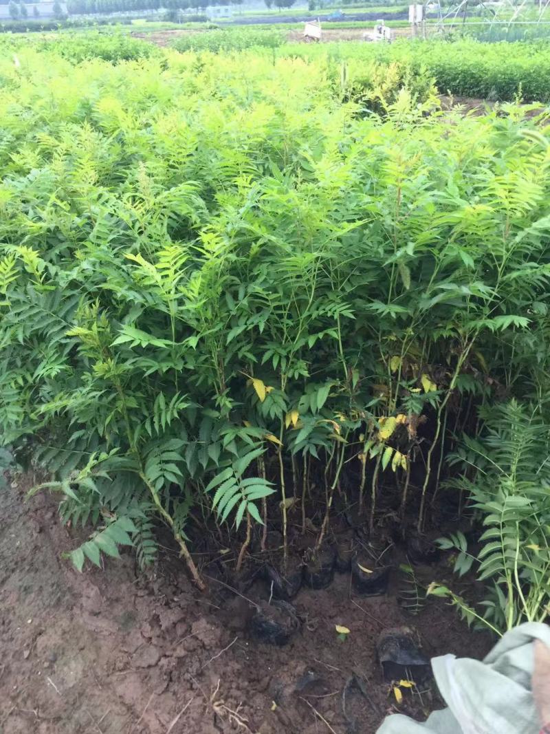 珍珠梅自产自销珍珠梅种植基地。30万低价处理。