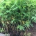珍珠梅自产自销珍珠梅种植基地。30万低价处理。