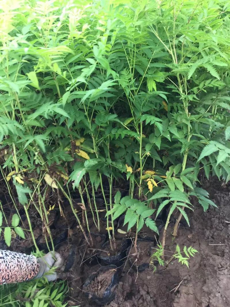 珍珠梅自产自销珍珠梅种植基地。30万低价处理。