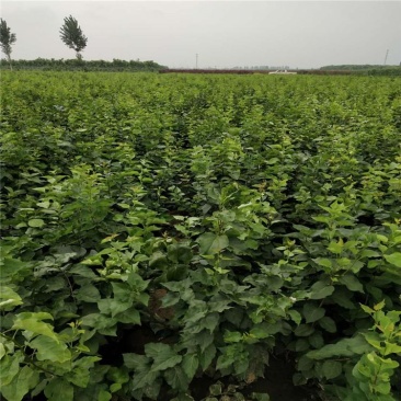 紫丁香在资产直销紫丁香种植基地。30万低价处理