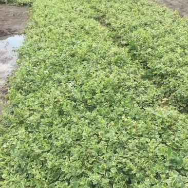 花叶蔓长春自产自销花叶蔓长春种植基地。30万低价处理