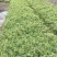 花叶蔓长春自产自销花叶蔓长春种植基地。30万低价处理